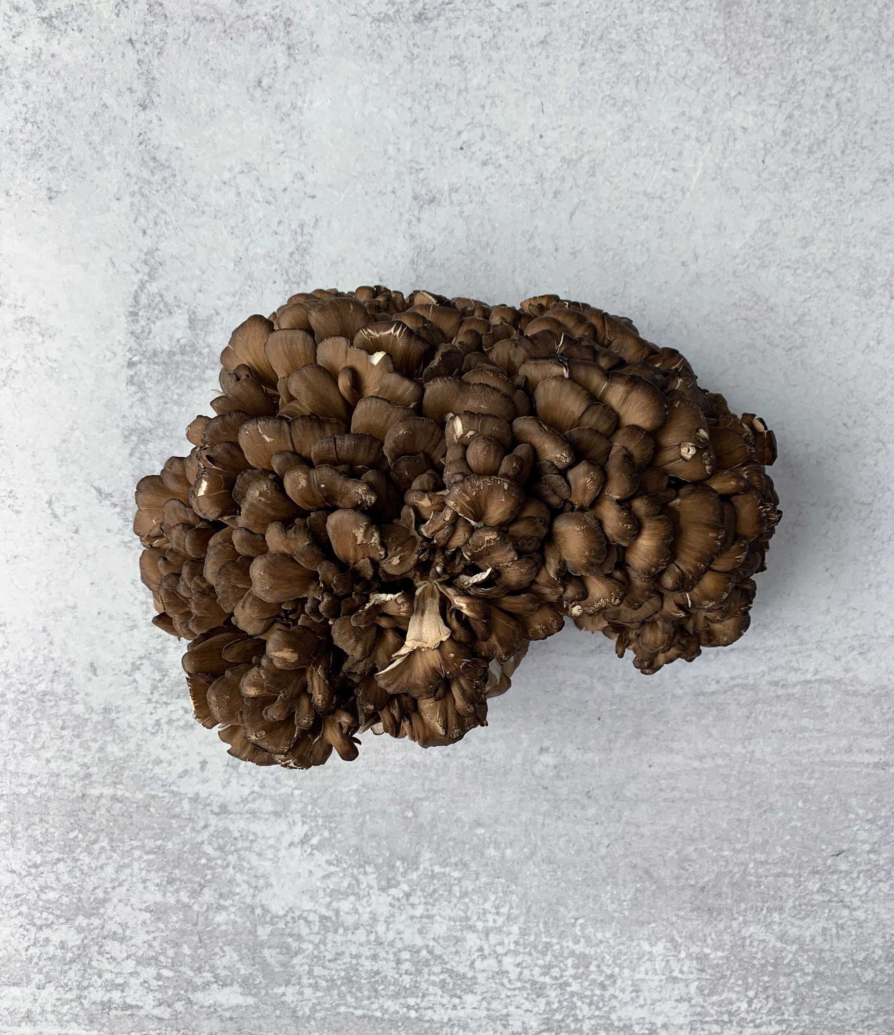 Black Maitake - Image 3