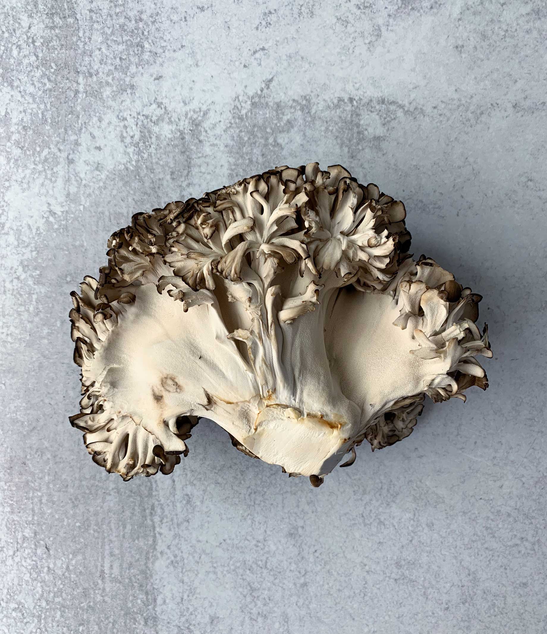 Black Maitake - Image 4