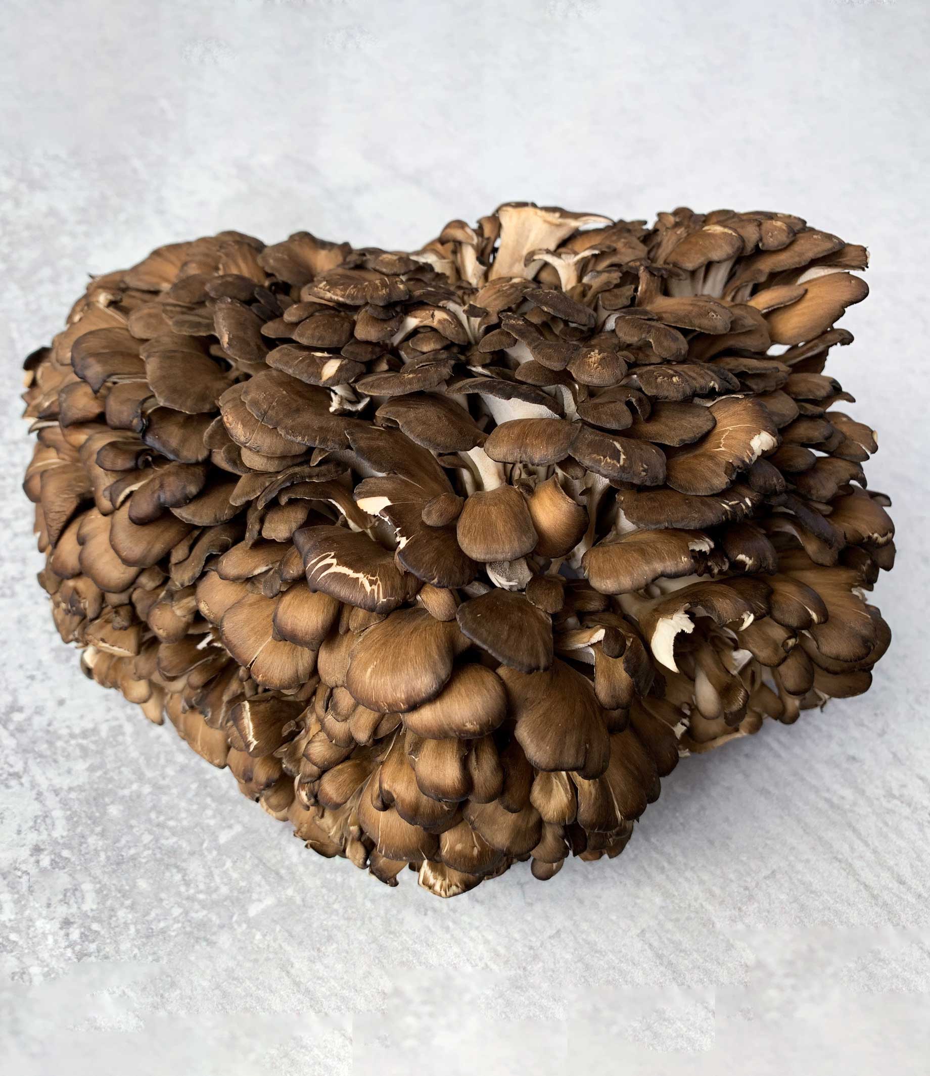 Black Maitake - Image 5