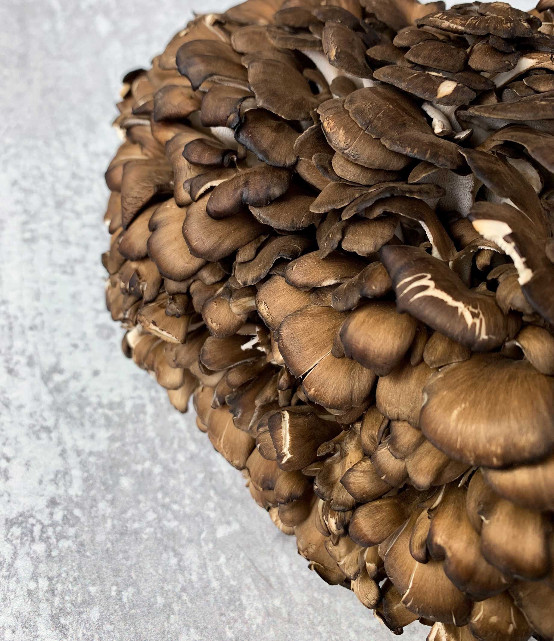 Black Maitake - Image 6