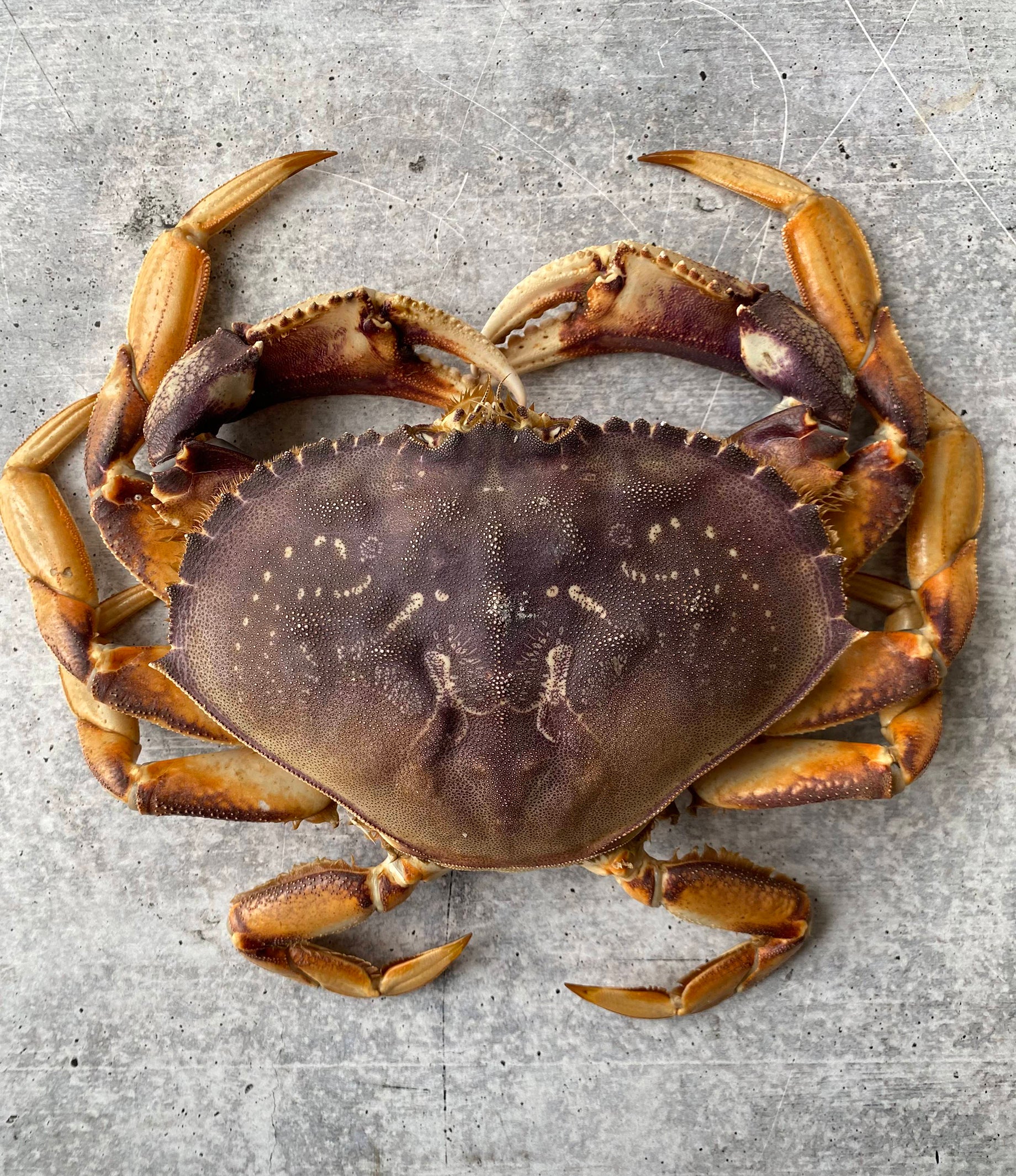 Live California Dungeness Crab - Image 3