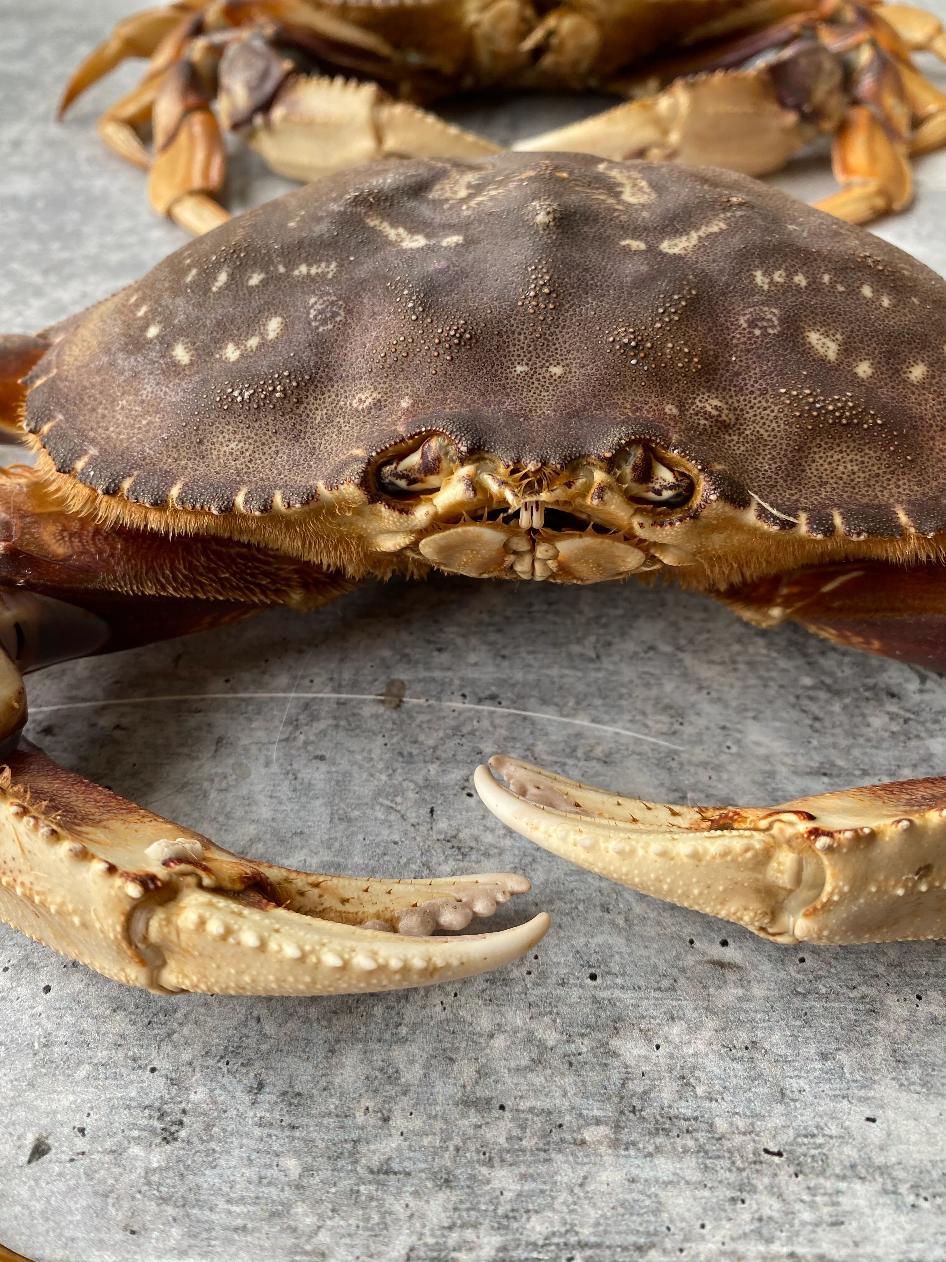 Live California Dungeness Crab - Image 4