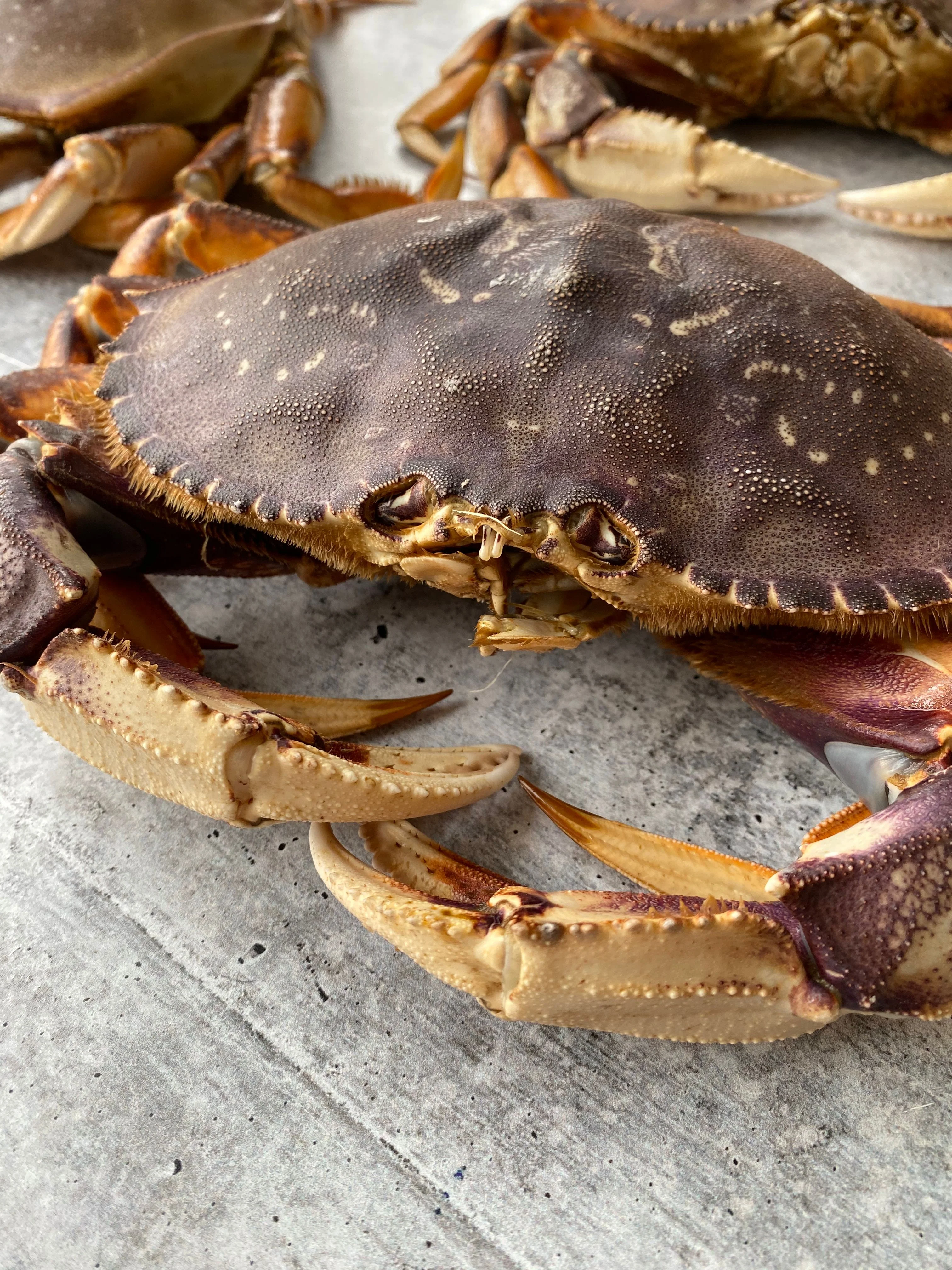 Live California Dungeness Crab - Image 7