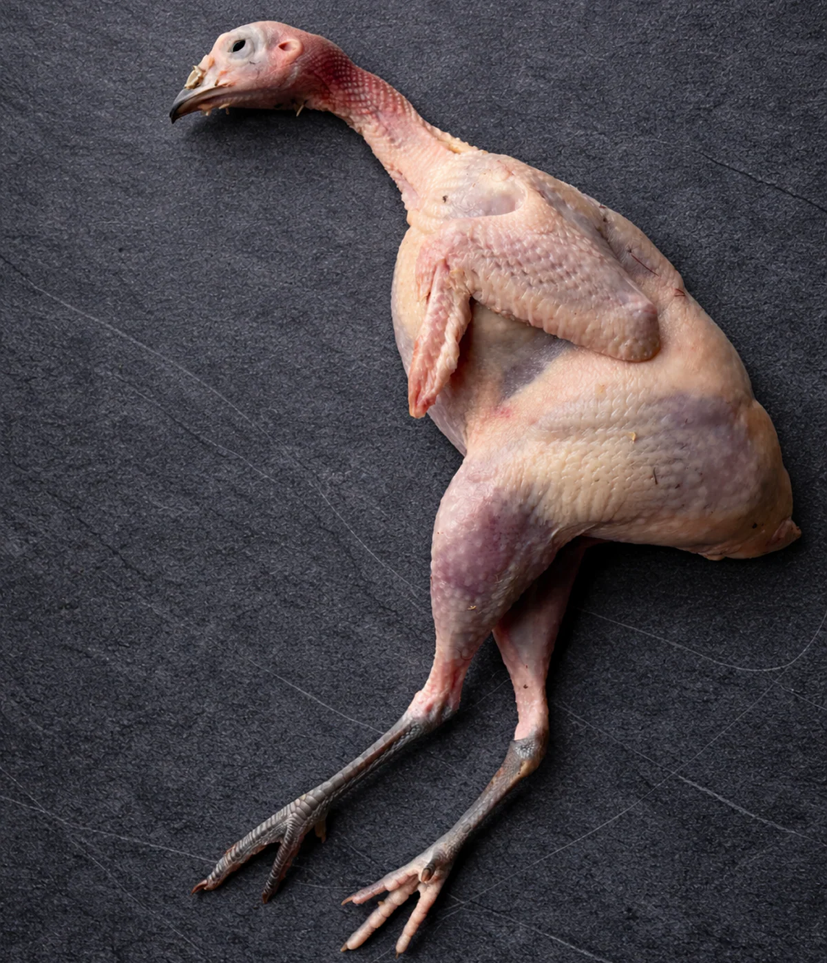 Chukar Partridge