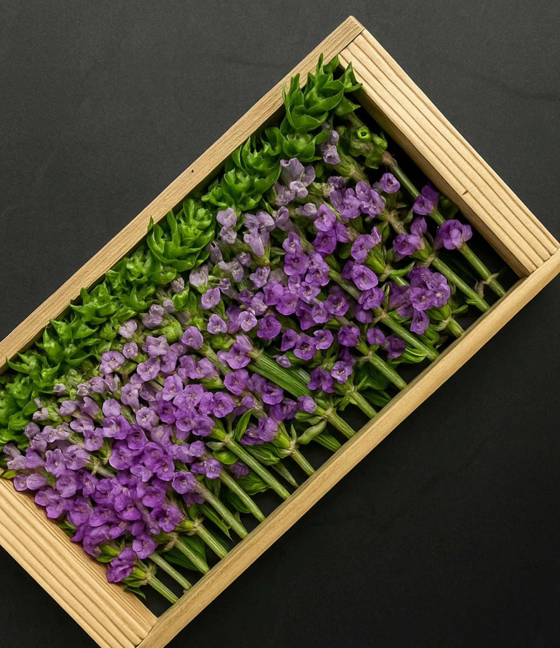 Fresh Shiso (Hanaho) Flower - Image 2