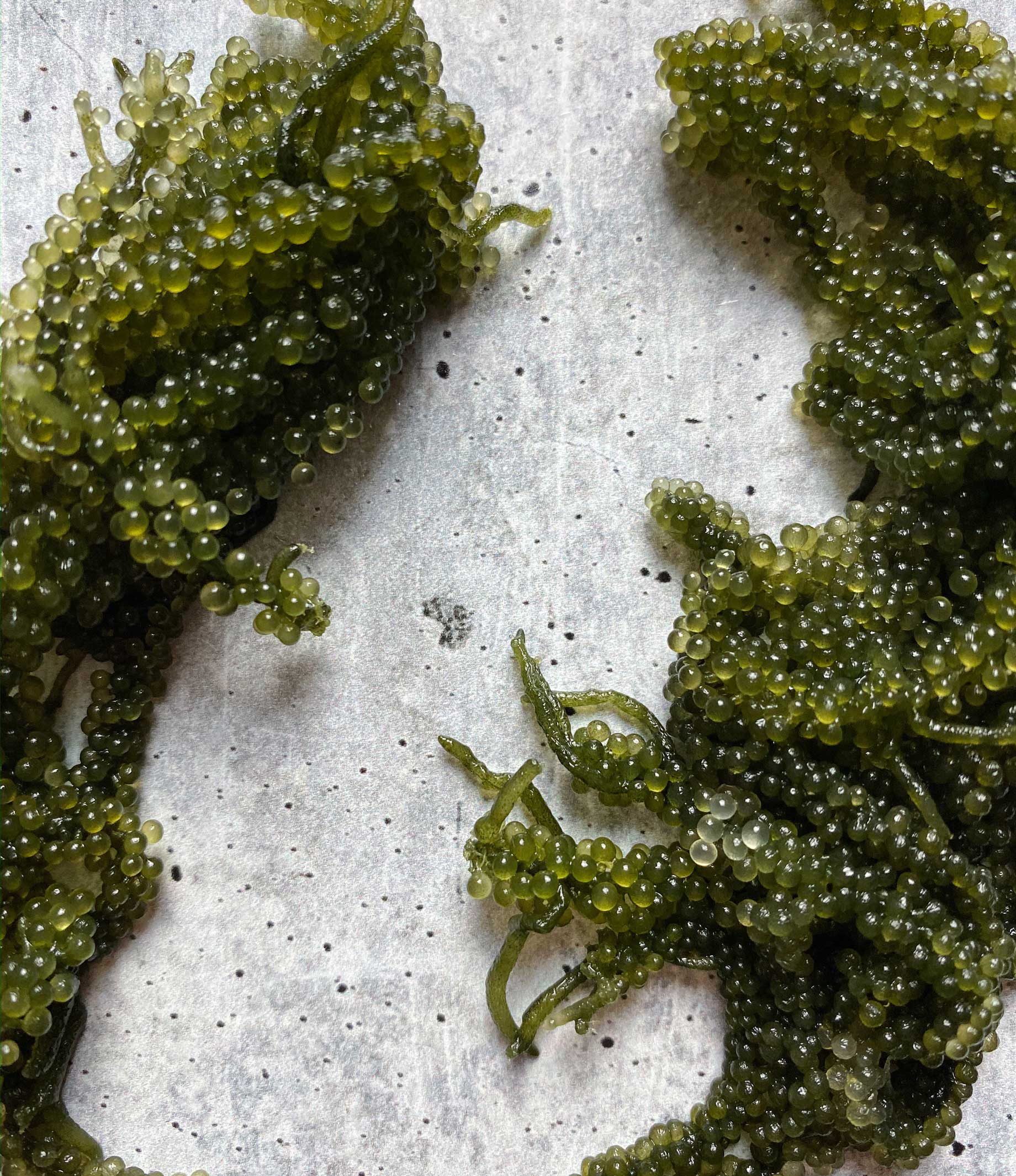 Fresh Umibudo (Seagrape) - Image 3