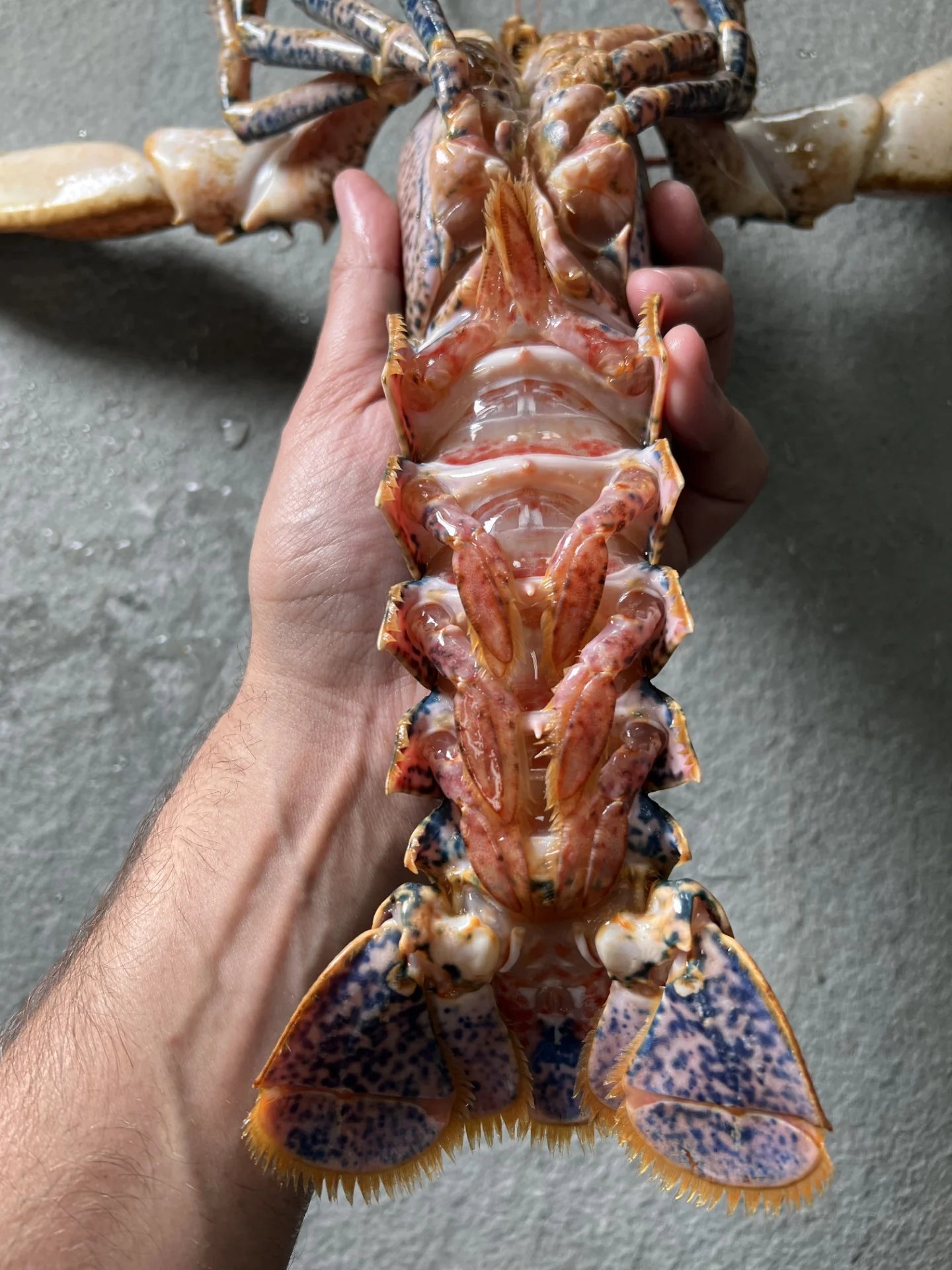 Live European Blue Lobster - Image 2