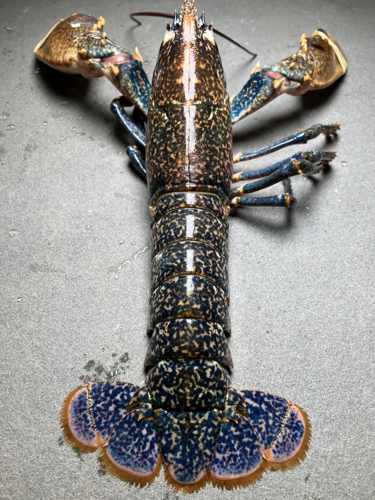 Live European Blue Lobster - Image 3