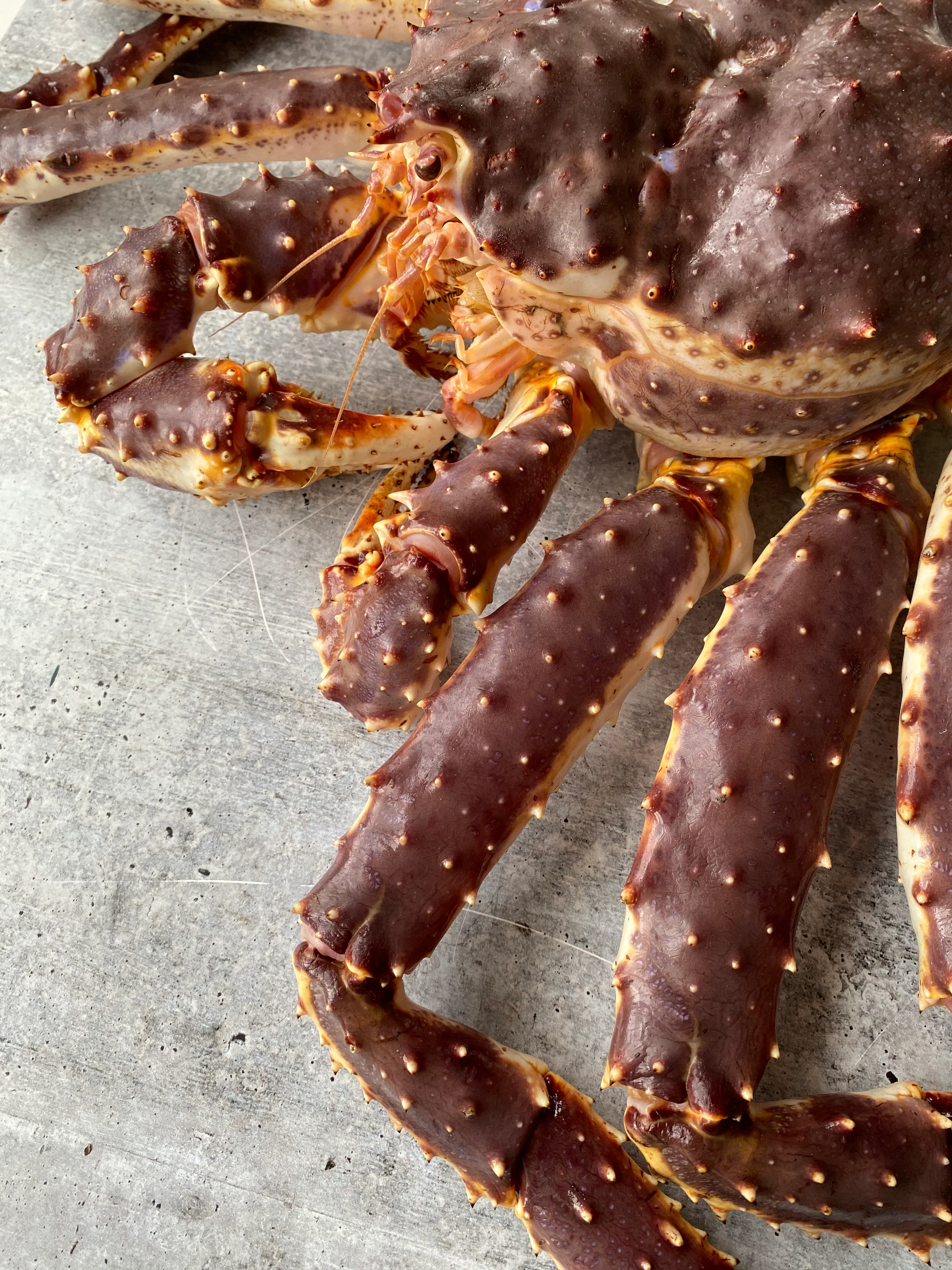 Live Norwegian Red King Crab - Image 3