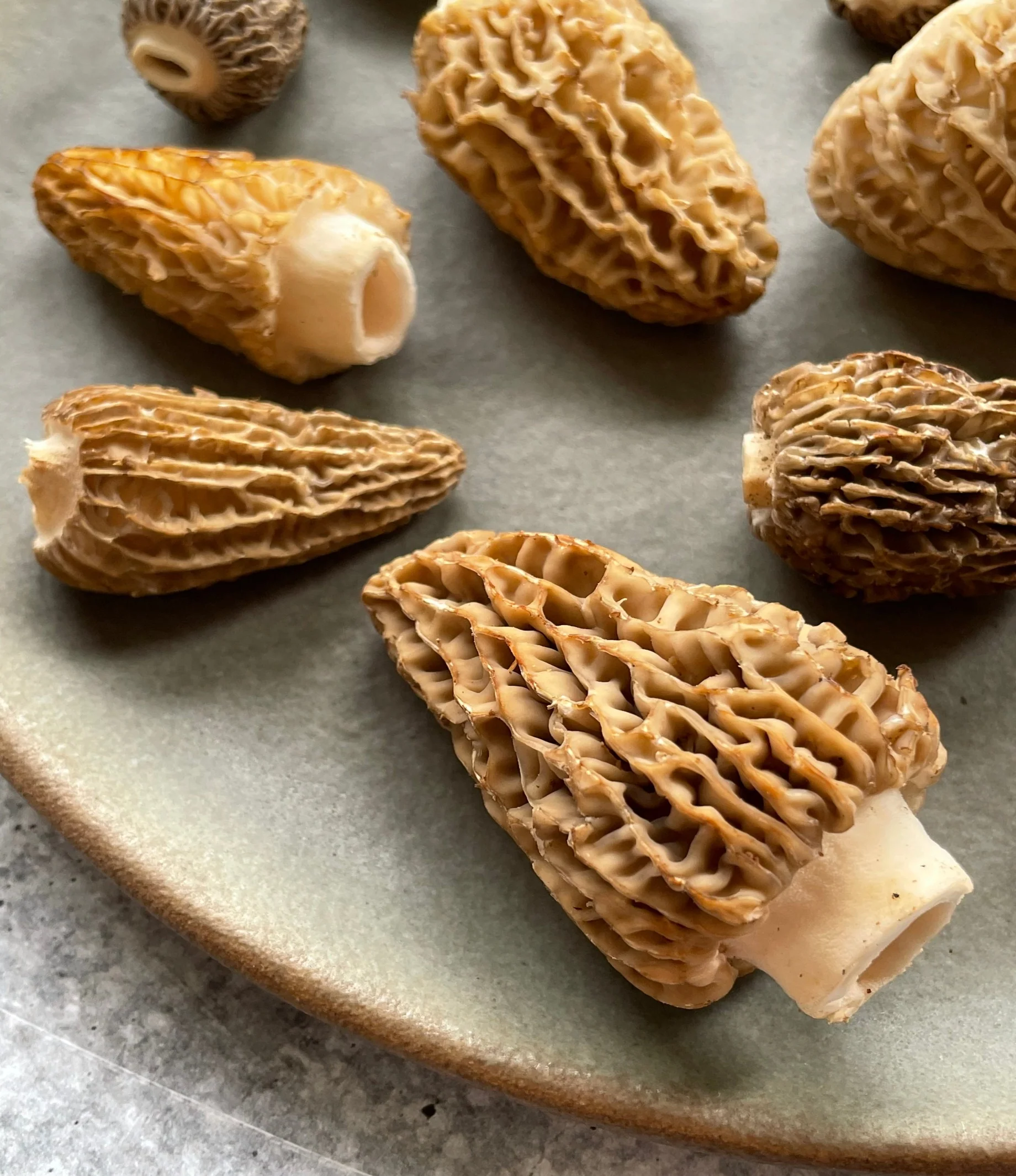 Wild Pacific Northwest Morels - Image 2