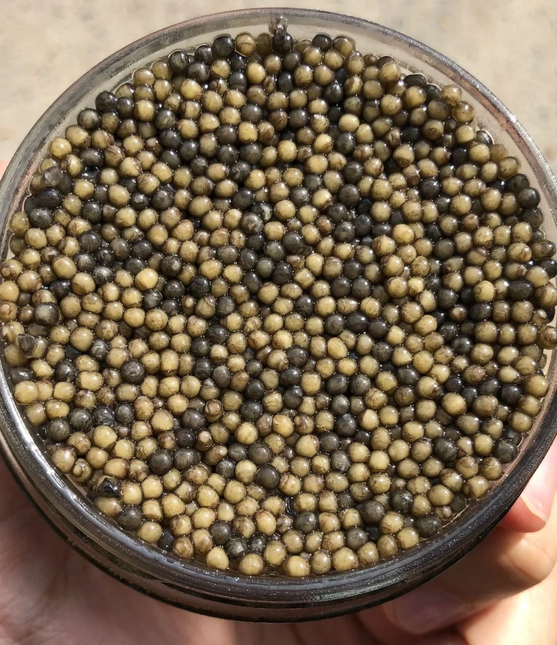 Two-Tone Osetra Caviar - Image 4
