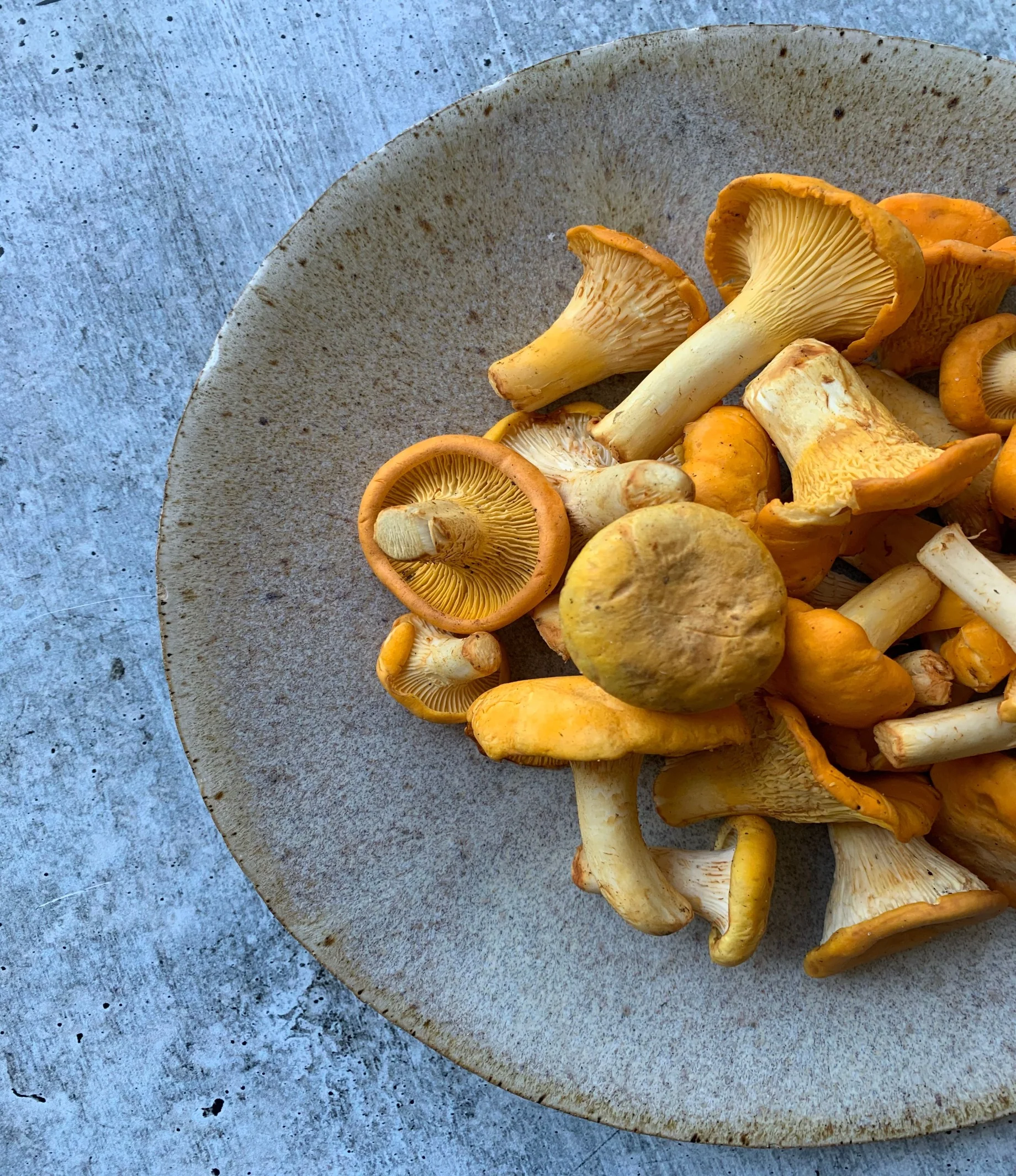 Saskatchewan Apricot Chanterelles - Image 3