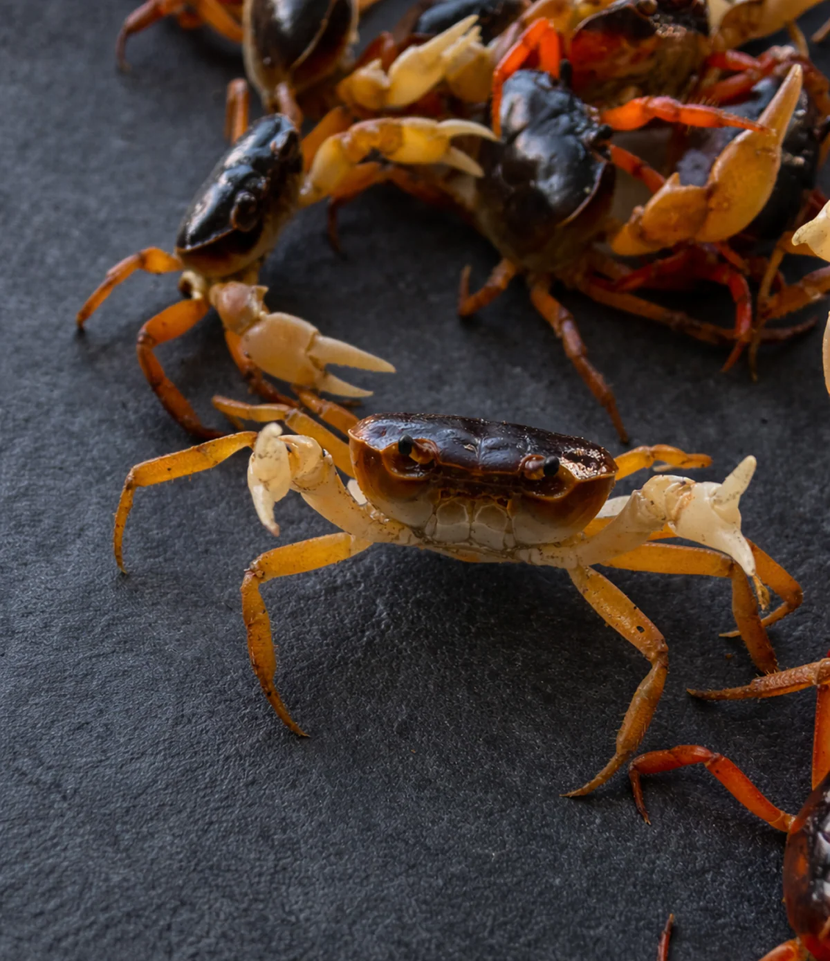 Sawagani (Japanese Soft-shell Freshwater Crabs) - Image 3