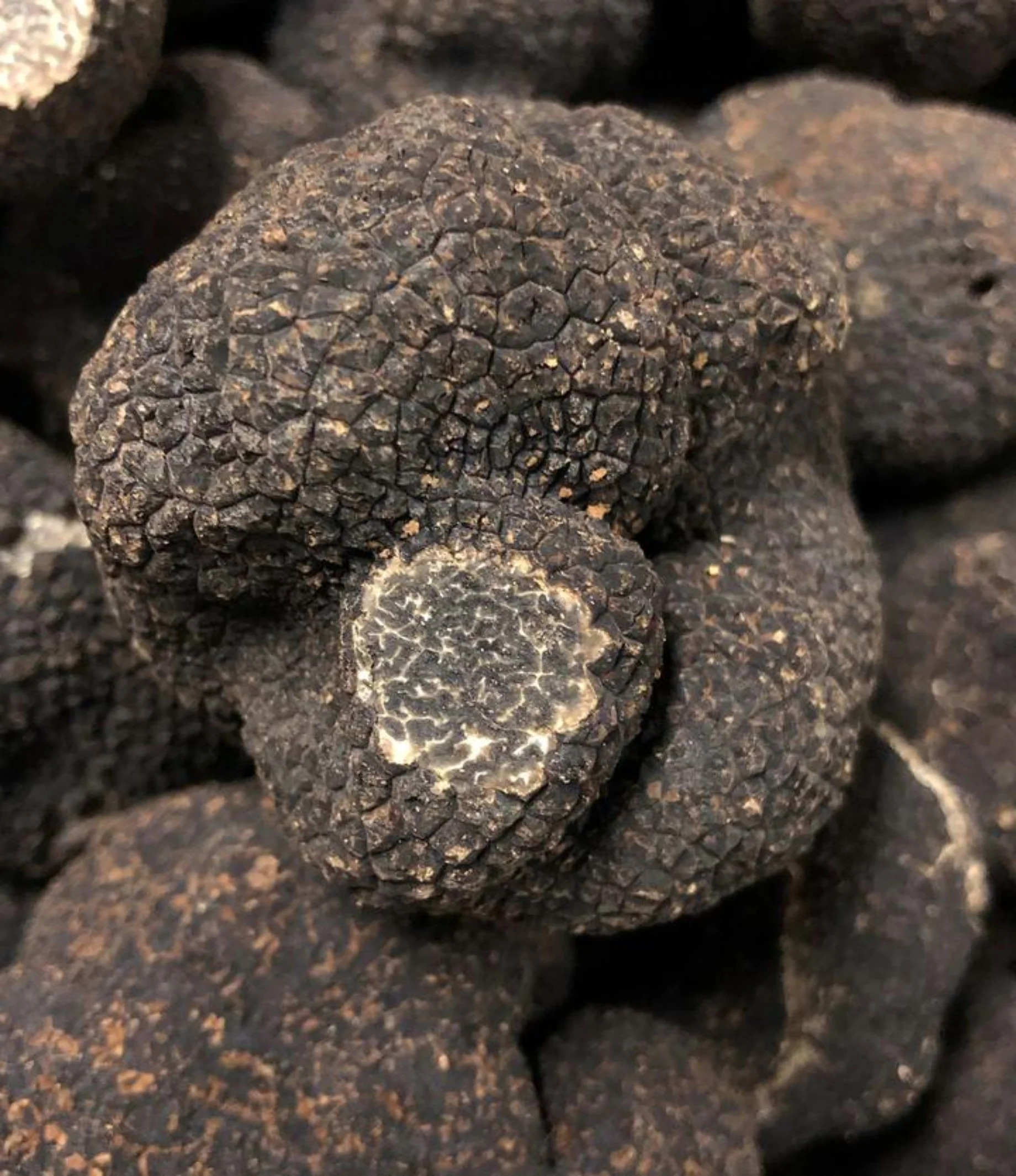 Fresh Winter Black Truffles (Périgord) - Image 2